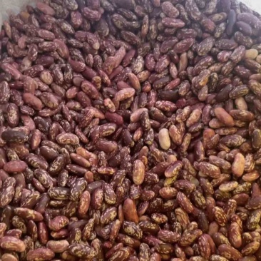 红花豆大量有货保质保量支持线上下单欢迎订购