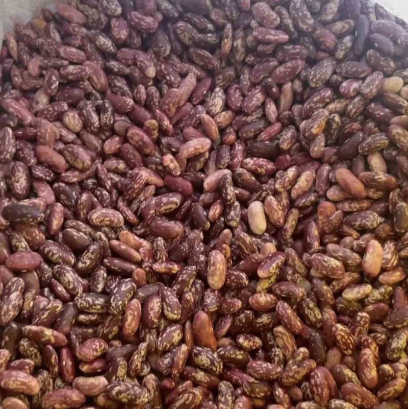红花豆大量有货保质保量支持线上下单欢迎订购