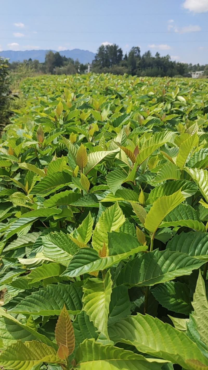 高山喜树苗，木质化好，存活率高，根系发达