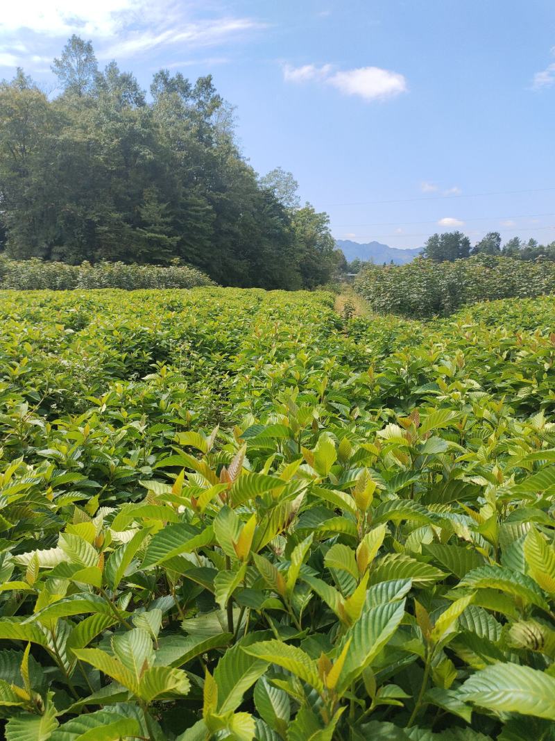 高山喜树苗，木质化好，存活率高，根系发达