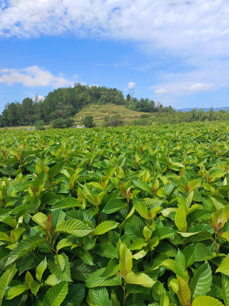 高山喜树苗，木质化好，存活率高，根系发达