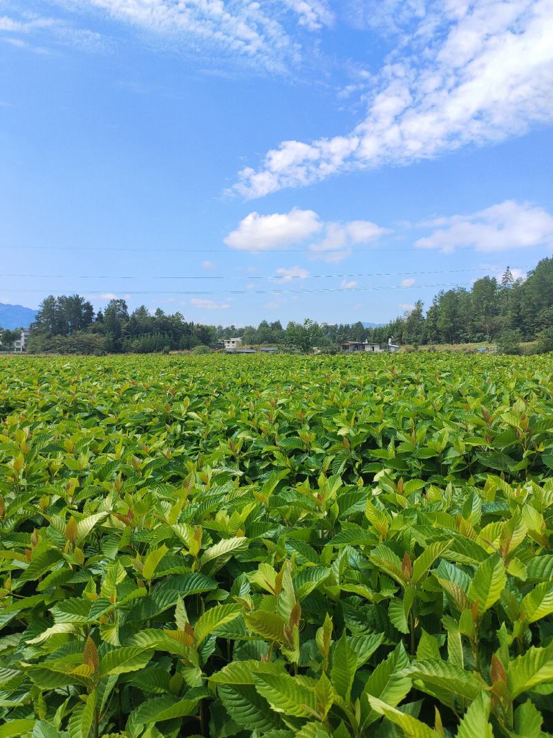 高山喜树苗，木质化好，存活率高，根系发达