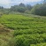 高山喜树苗，木质化好，存活率高，根系发达