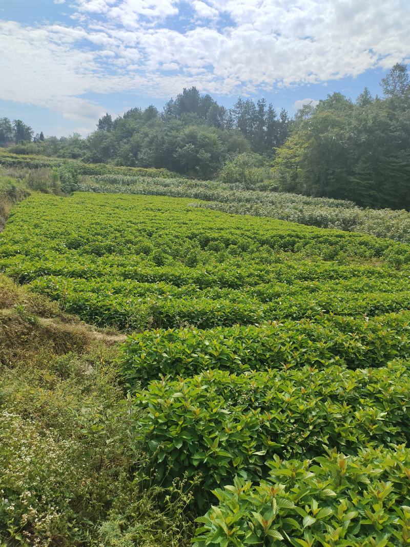 高山喜树苗，木质化好，存活率高，根系发达