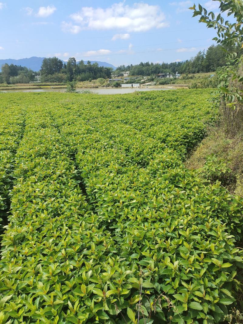 高山喜树苗，木质化好，存活率高，根系发达