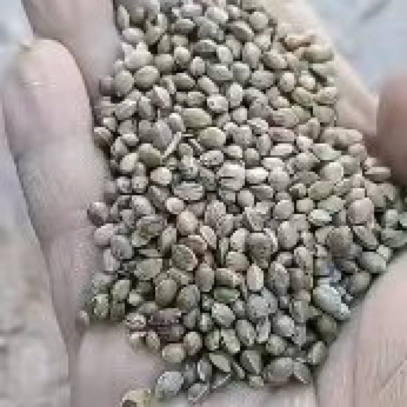 麻子