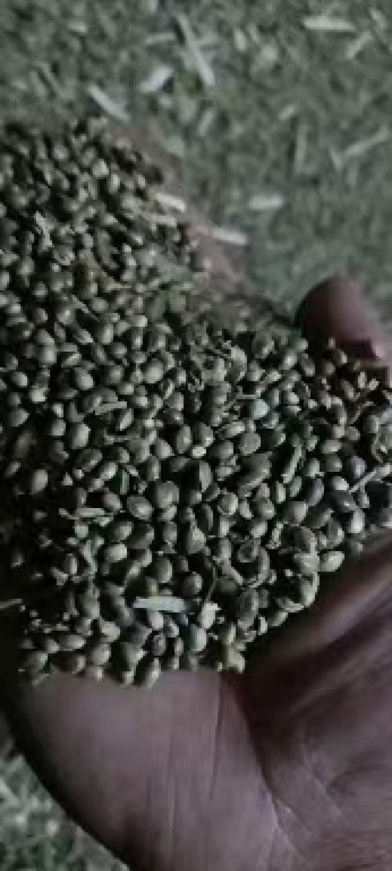 麻子