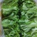 精品意大利生菜精品