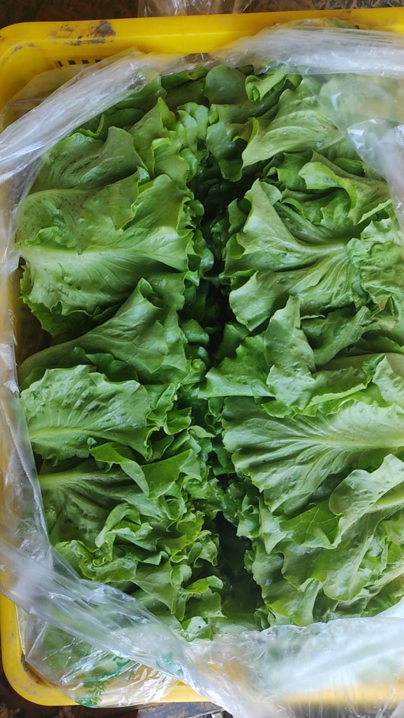 精品意大利生菜精品