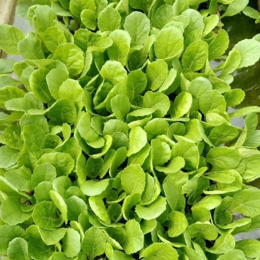 精品白菜苗，基地育苗，厂家直销，成活率高，全国发货，