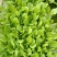 精品白菜苗，基地育苗，厂家直销，成活率高，全国发货，