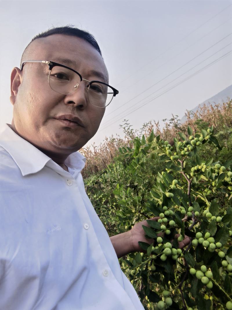 双仁酸枣苗药用酸枣脱毒优质免嫁接酸枣苗木基地直供