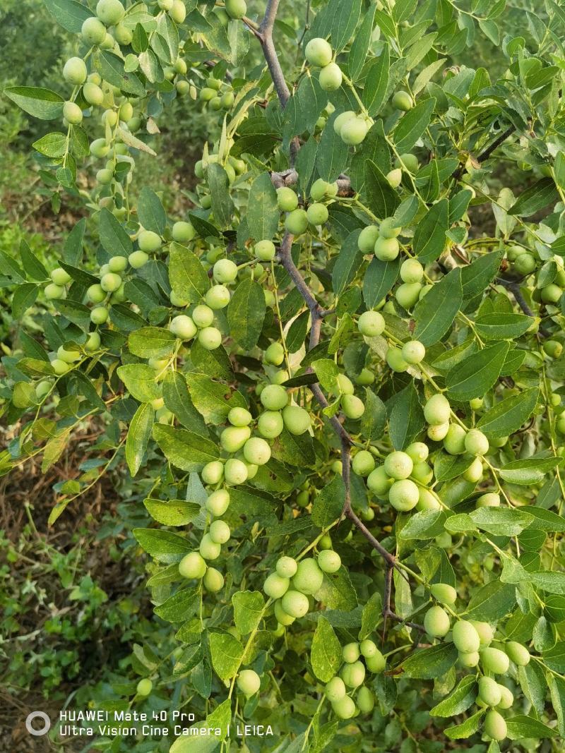 双仁酸枣苗药用酸枣脱毒优质免嫁接酸枣苗木基地直供