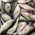 冰冻鲜鲈鱼加州鲈鱼规格齐全，全国发货保质保量