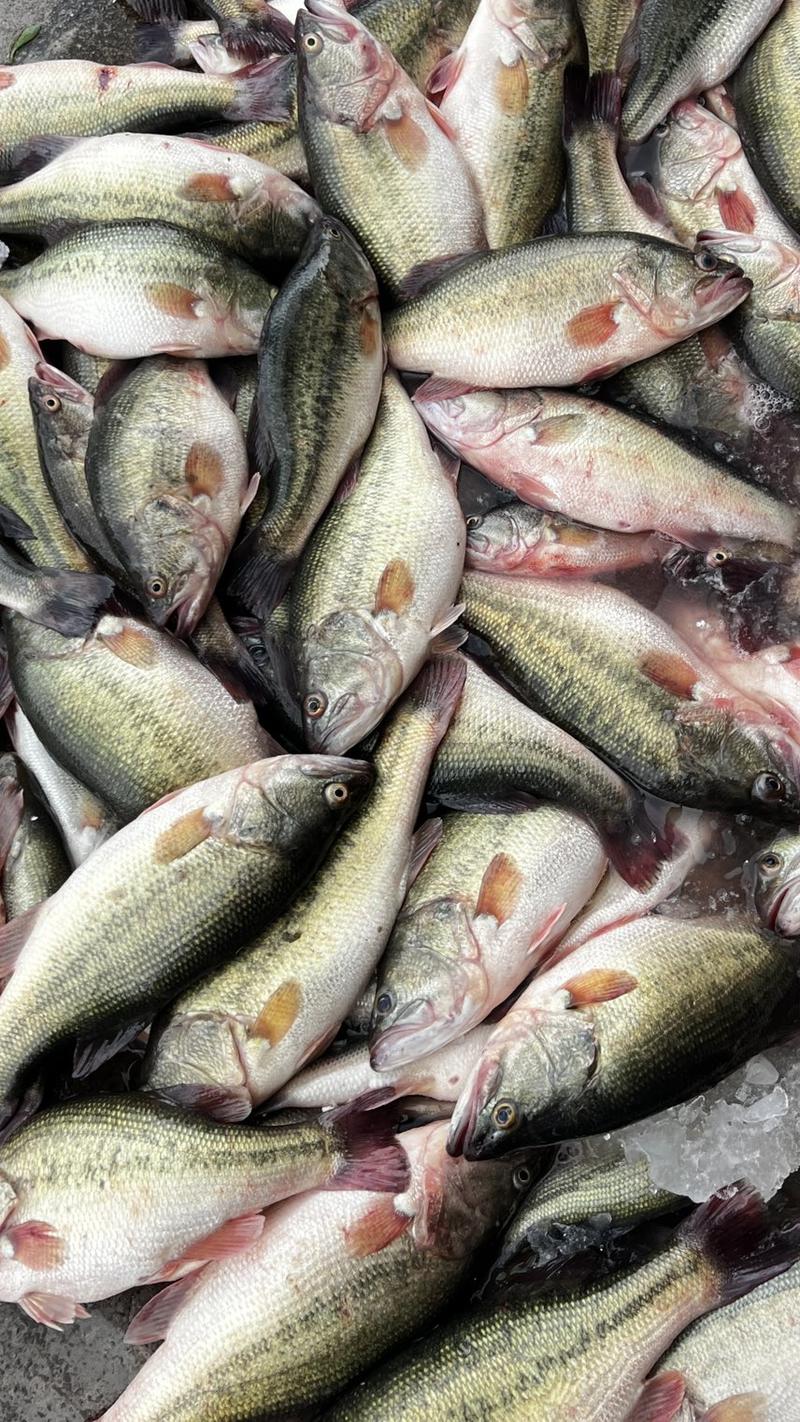 冰冻鲜鲈鱼加州鲈鱼规格齐全，全国发货保质保量