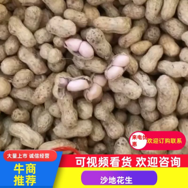 【精品】沙地花生-无空壳-品质保障-支持验货-可现场考察
