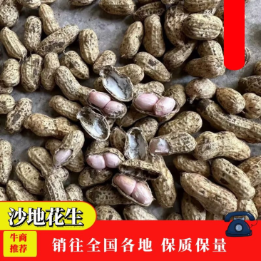 沙地花生-皮薄子大-无空壳-品质保障-支持验货-现场考察