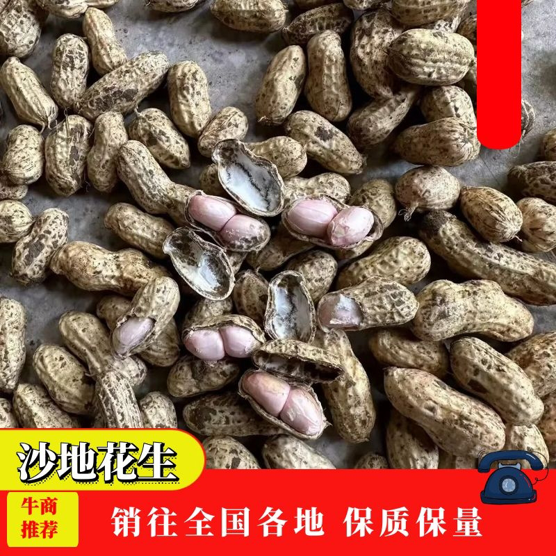 沙地花生-皮薄子大-无空壳-品质保障-支持验货-现场考察