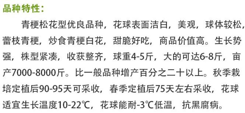 松花2号露地越冬松花菜种子青梗白花耐寒春秋越冬松花菜花种