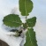松花2号露地越冬松花菜种子青梗白花耐寒春秋越冬松花菜花种