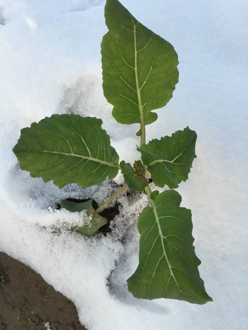 松花2号露地越冬松花菜种子青梗白花耐寒春秋越冬松花菜花种