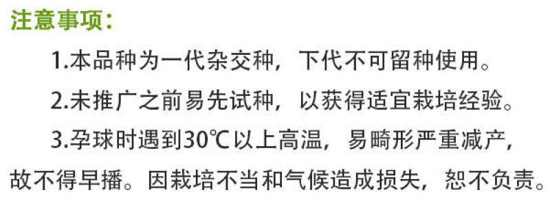 松花2号露地越冬松花菜种子青梗白花耐寒春秋越冬松花菜花种