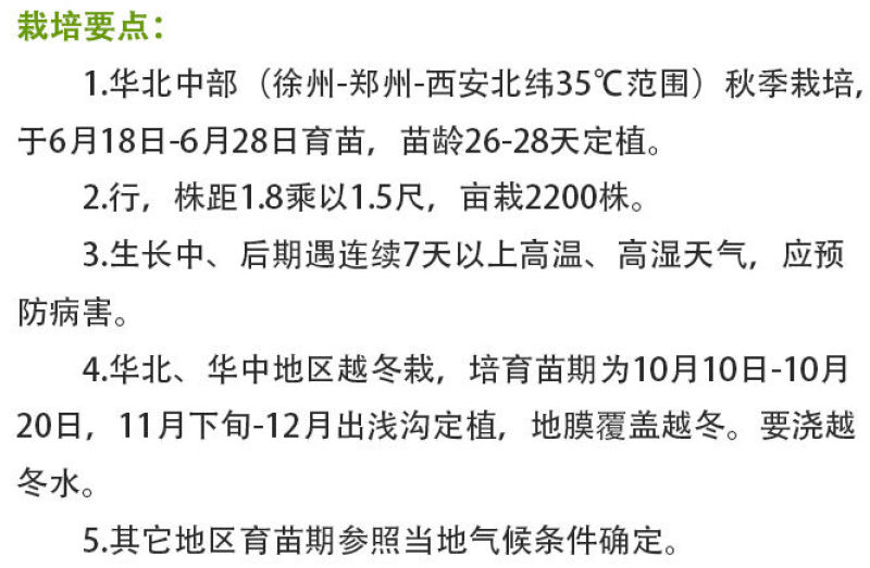 松花2号露地越冬松花菜种子青梗白花耐寒春秋越冬松花菜花种