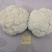 松花2号露地越冬松花菜种子青梗白花耐寒春秋越冬松花菜花种