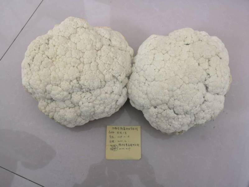 松花2号露地越冬松花菜种子青梗白花耐寒春秋越冬松花菜花种