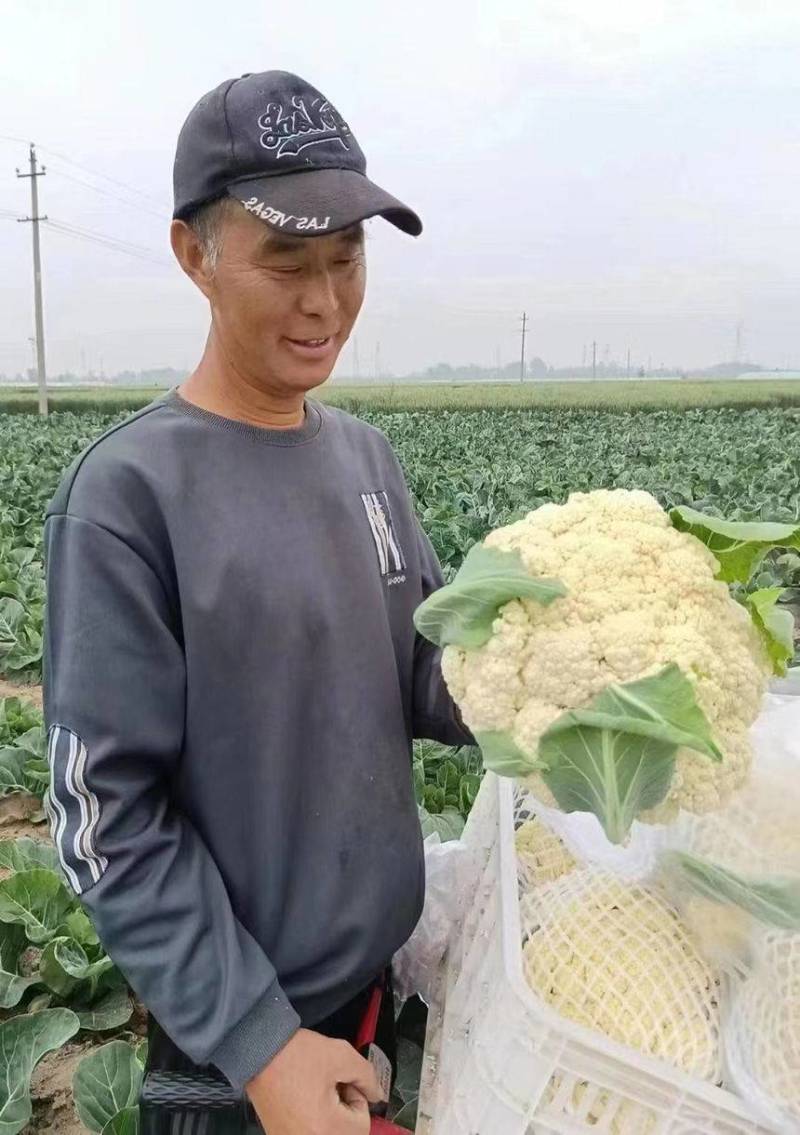 松花2号露地越冬松花菜种子青梗白花耐寒春秋越冬松花菜花种