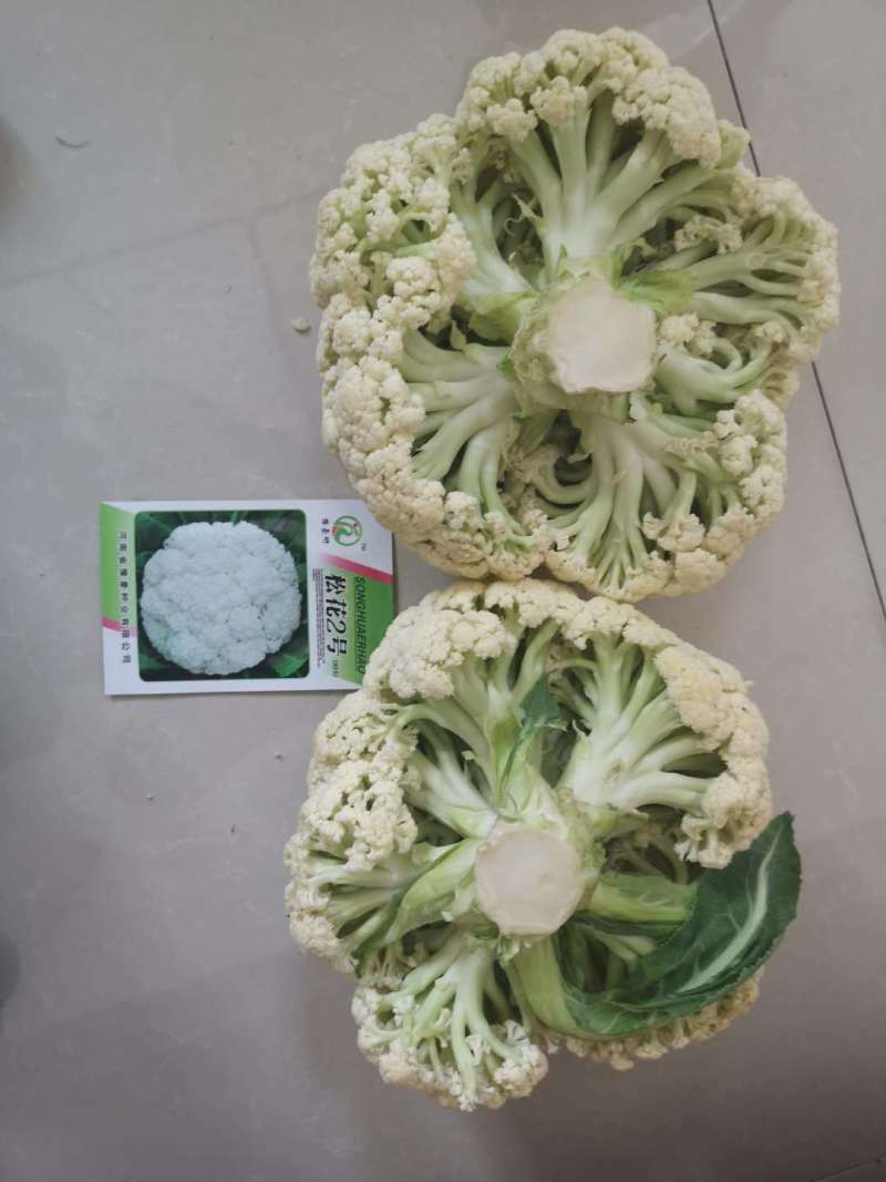 松花2号露地越冬松花菜种子青梗白花耐寒春秋越冬松花菜花种