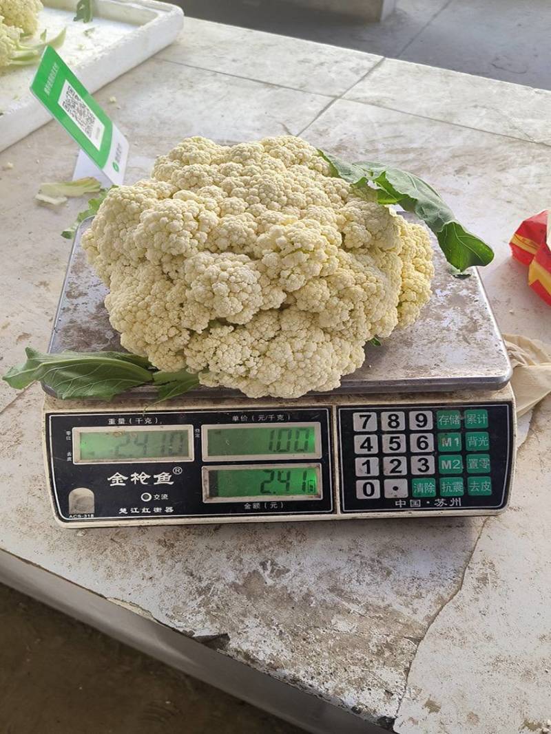 松花2号露地越冬松花菜种子青梗白花耐寒春秋越冬松花菜花种