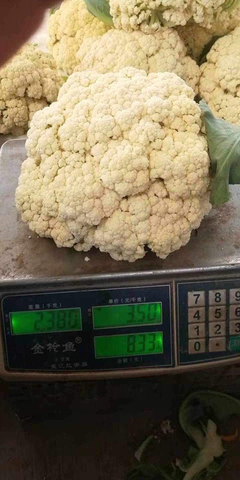 松花2号露地越冬松花菜种子青梗白花耐寒春秋越冬松花菜花种