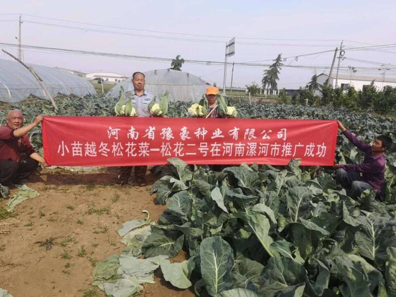 松花2号露地越冬松花菜种子青梗白花耐寒春秋越冬松花菜花种