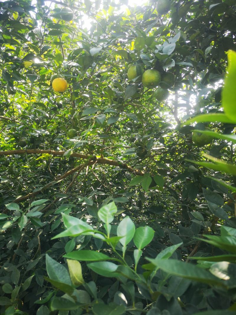 香橙种子