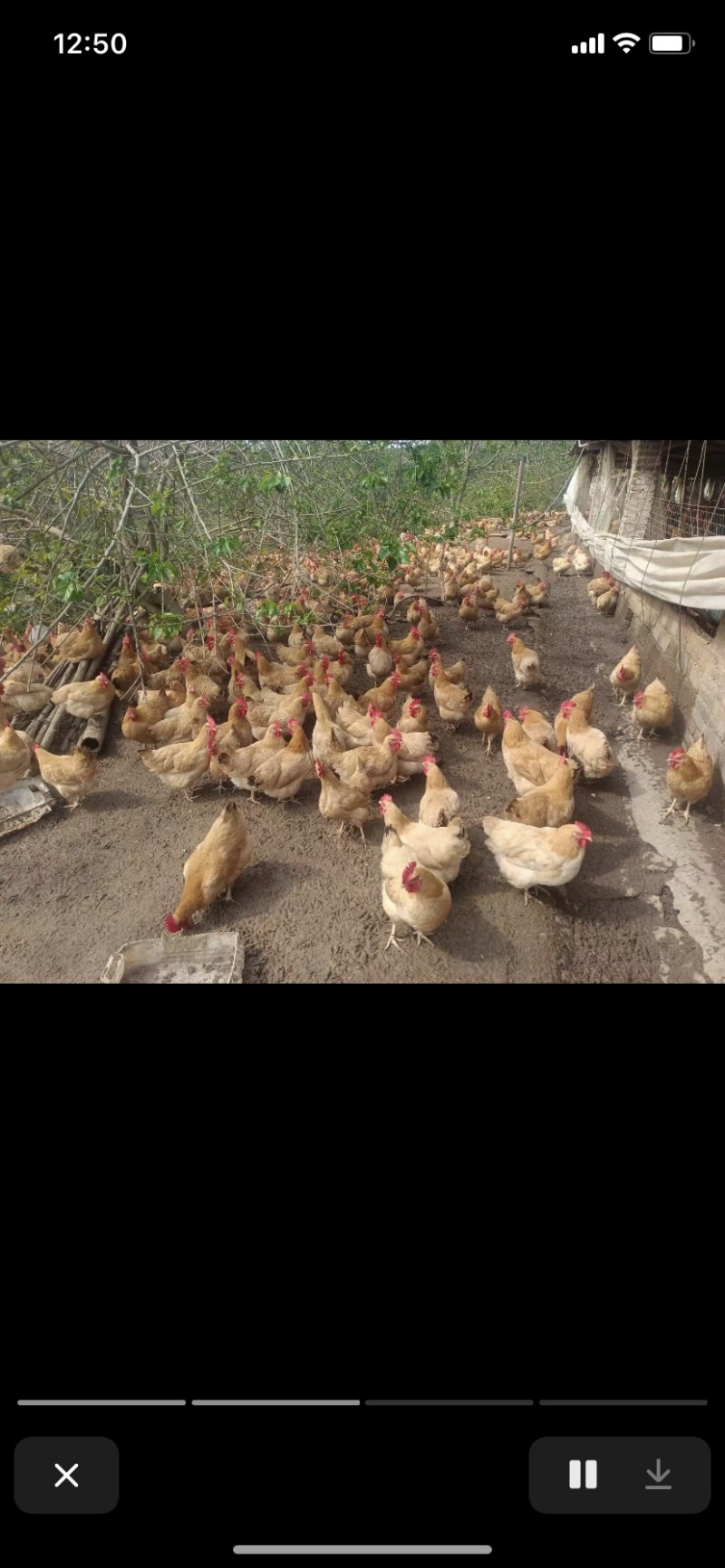 安徽皖南土鸡山地鸡