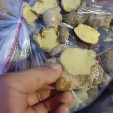 老姜母头大量现货供应中，实力代办，超低价