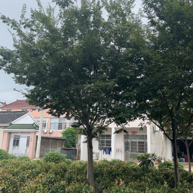 榉树出售
