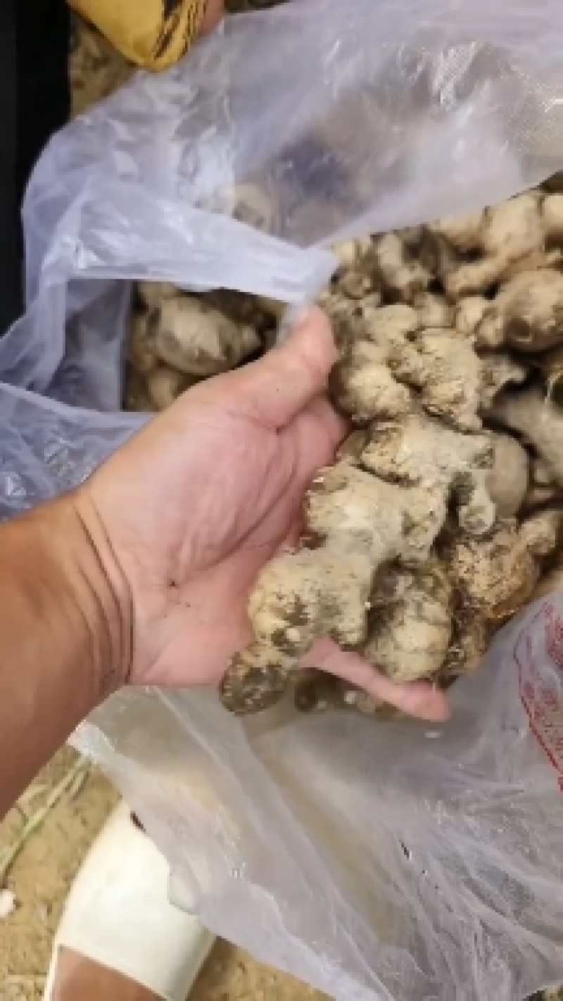 老姜母头大量现货供应中，实力代办，超低价