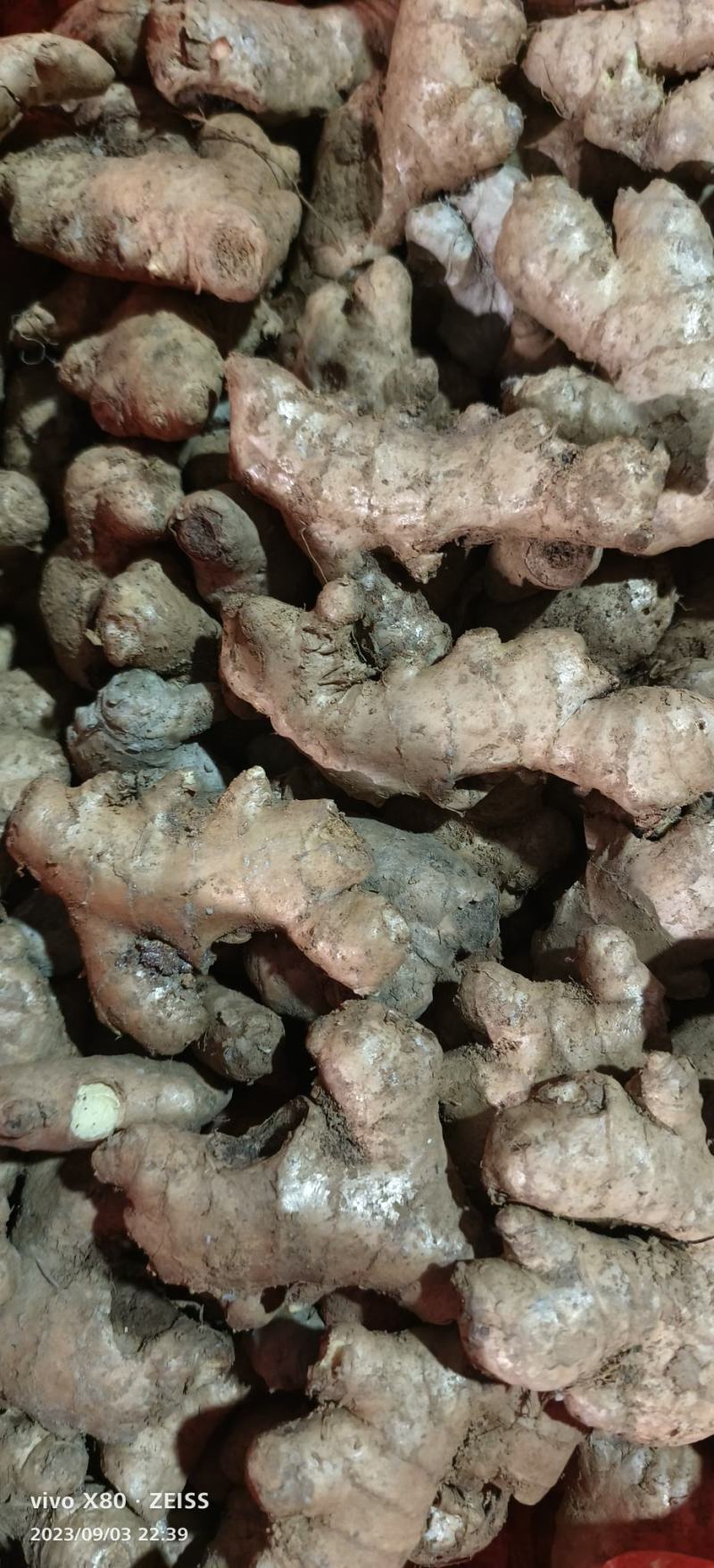 老姜母头大量现货供应中，实力代办，超低价