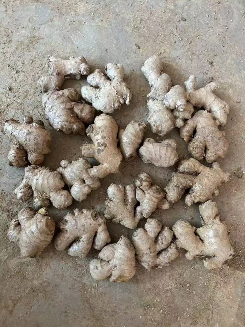 老姜母头大量现货供应中，实力代办，超低价