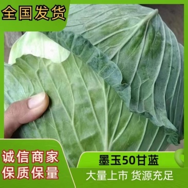 【实力】精品甘蓝甘蓝墨玉50货源充足可视频看货