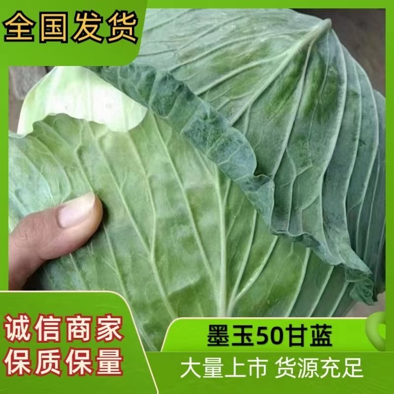 【实力】精品甘蓝甘蓝墨玉50货源充足可视频看货