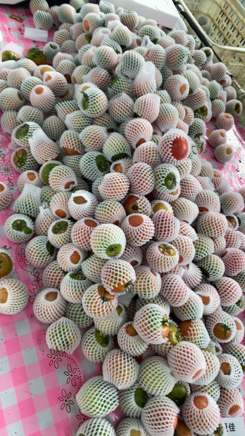 盘锦碱地柿子