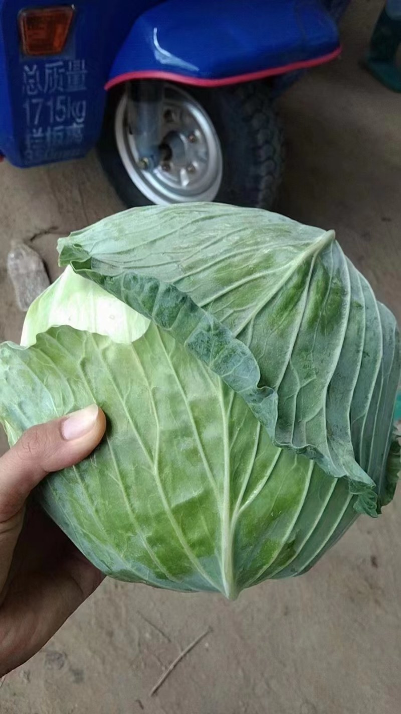 【实力】精品甘蓝甘蓝墨玉50货源充足可视频看货