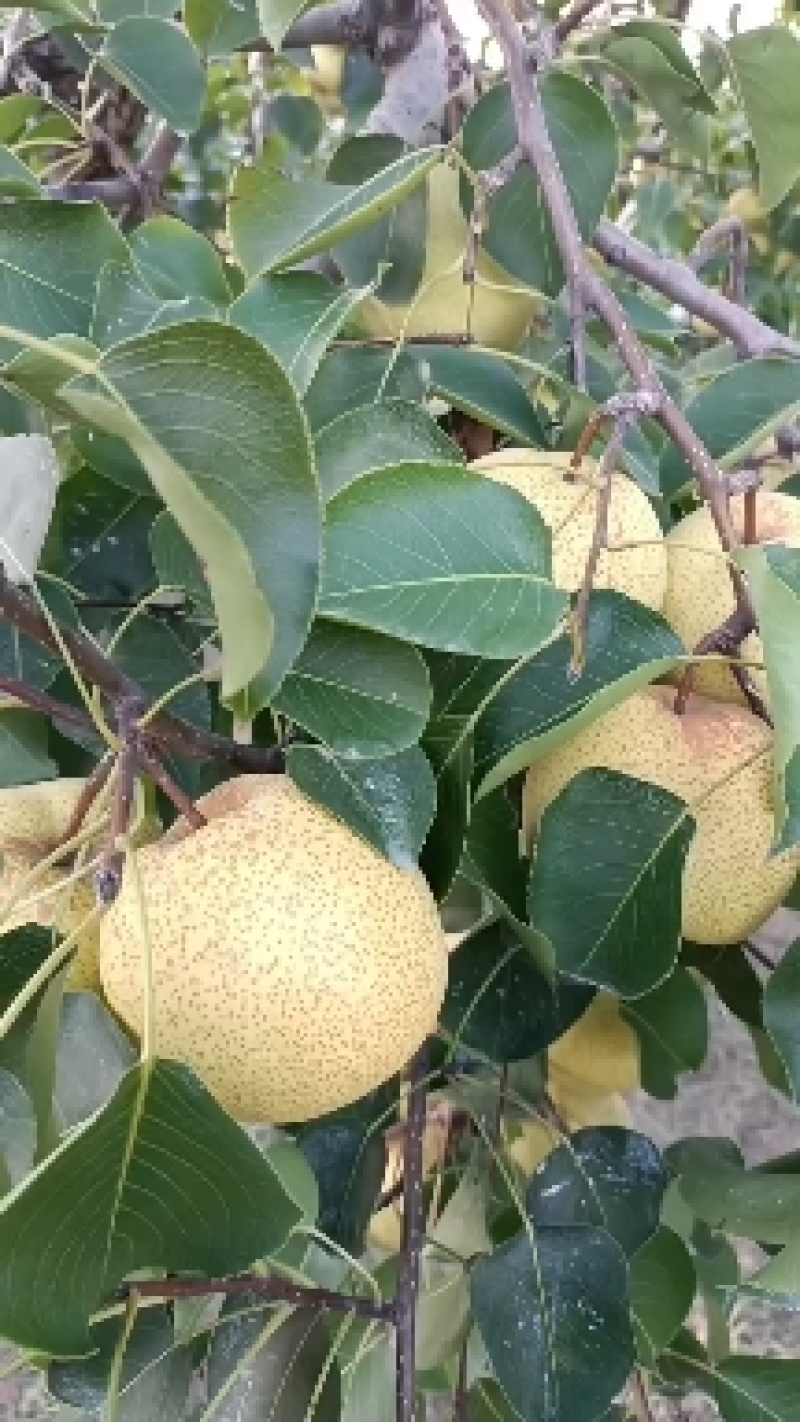 砀山酥梨大量上市，口感甜，质量好，货源充足，产地直发，