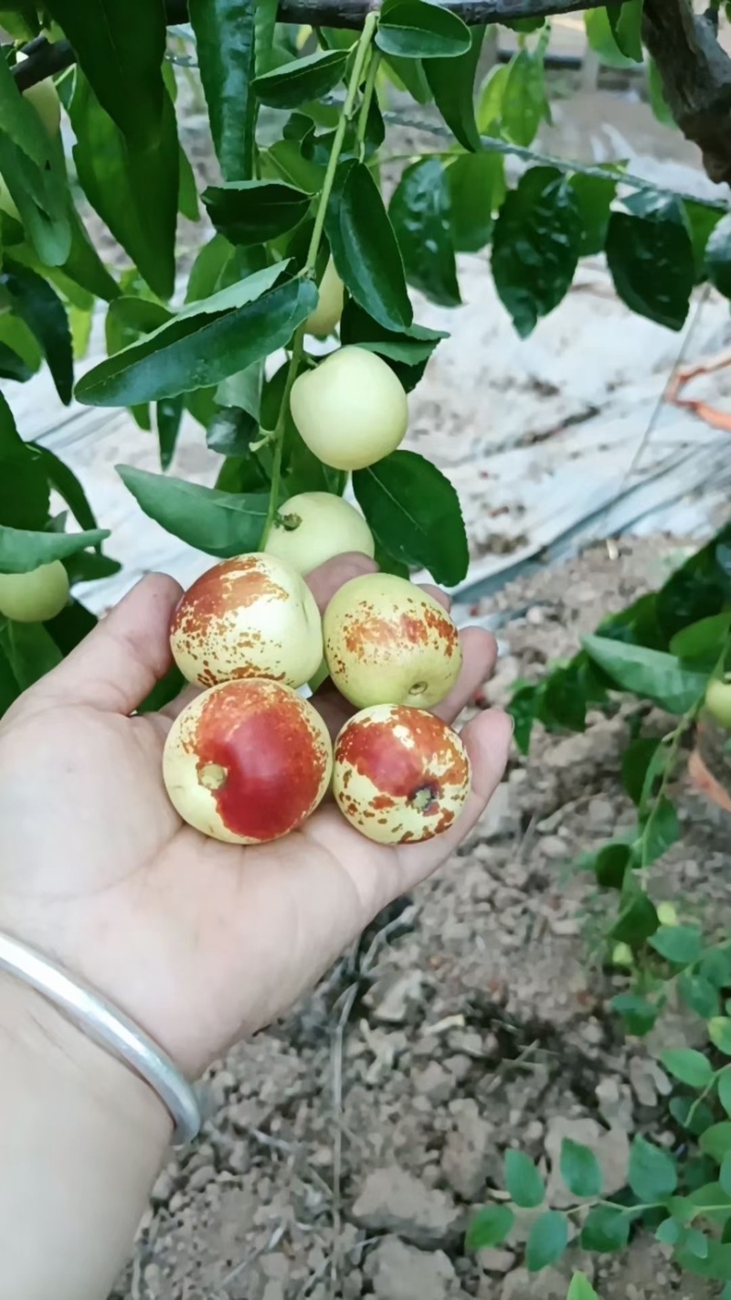 庙上冬枣