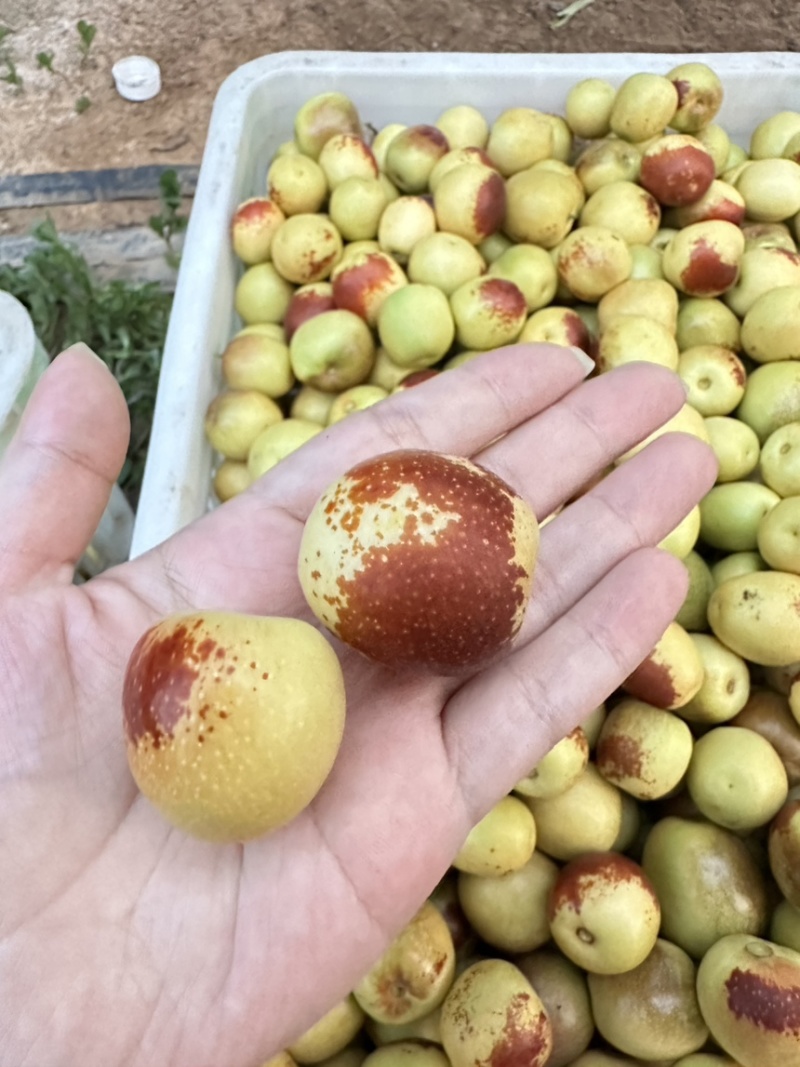 庙上冬枣