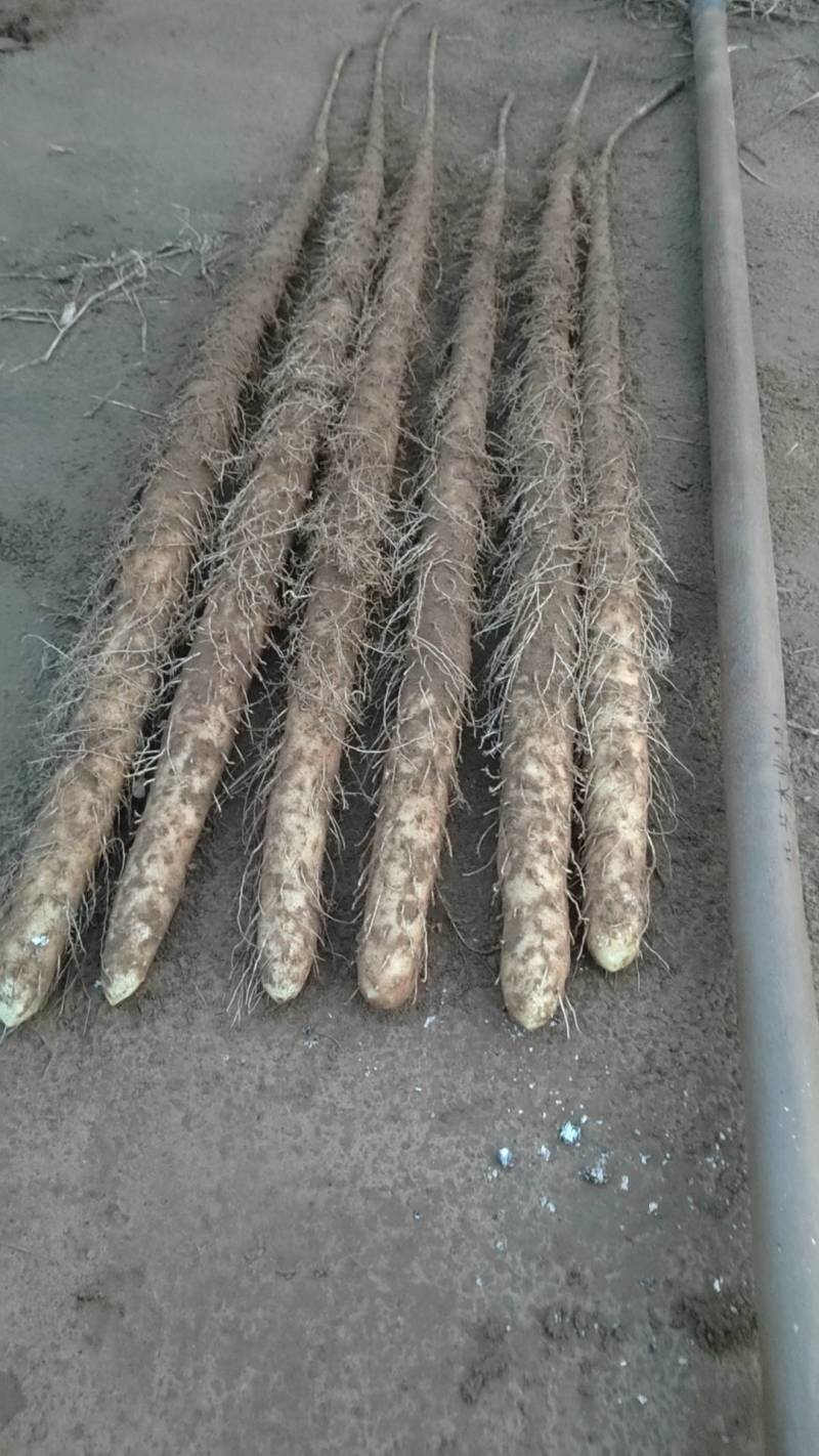 临漳铁棍大量开挖