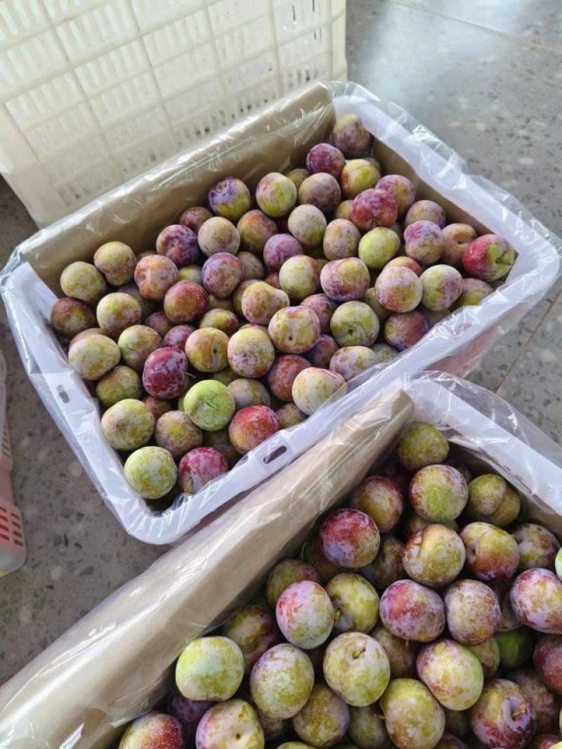 四川脱骨脆李子，产地直供，保质保量，诚意经营欢迎致电